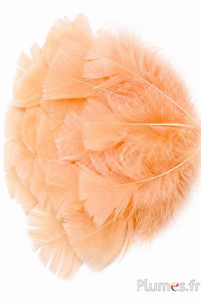 Tacchina - 6-8 cm - champagne-miele